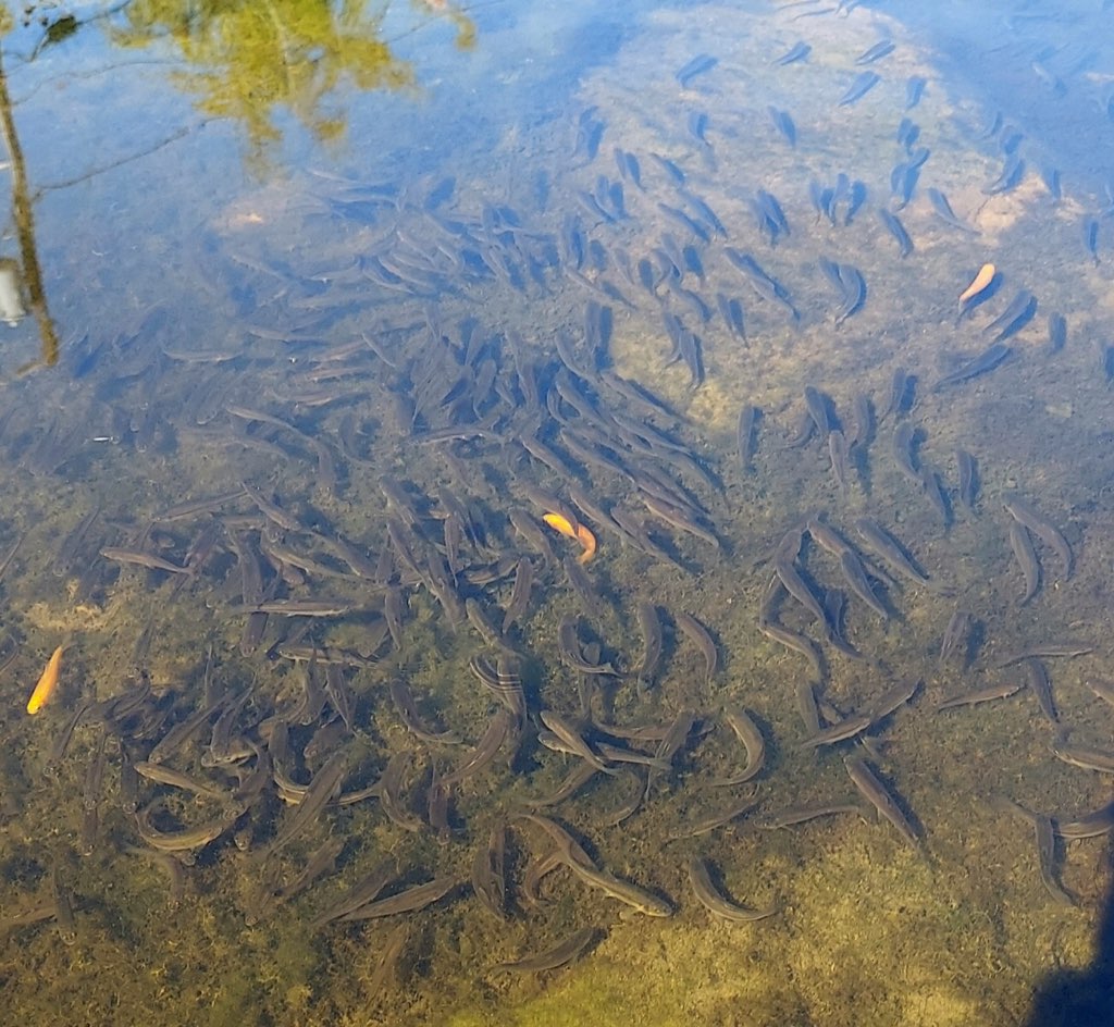 Photo of small fish in the Lick Run Greenway stream