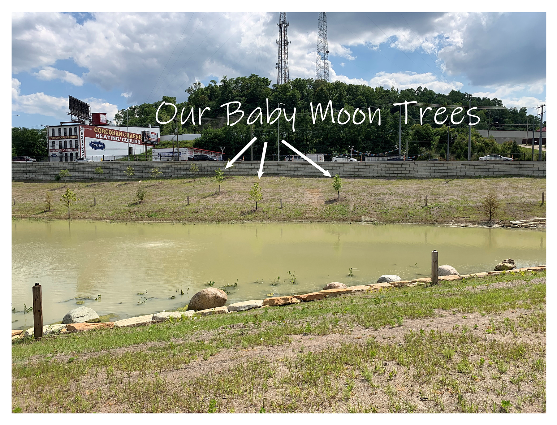 Photo of 3 baby Sycamore moon trees at the pond