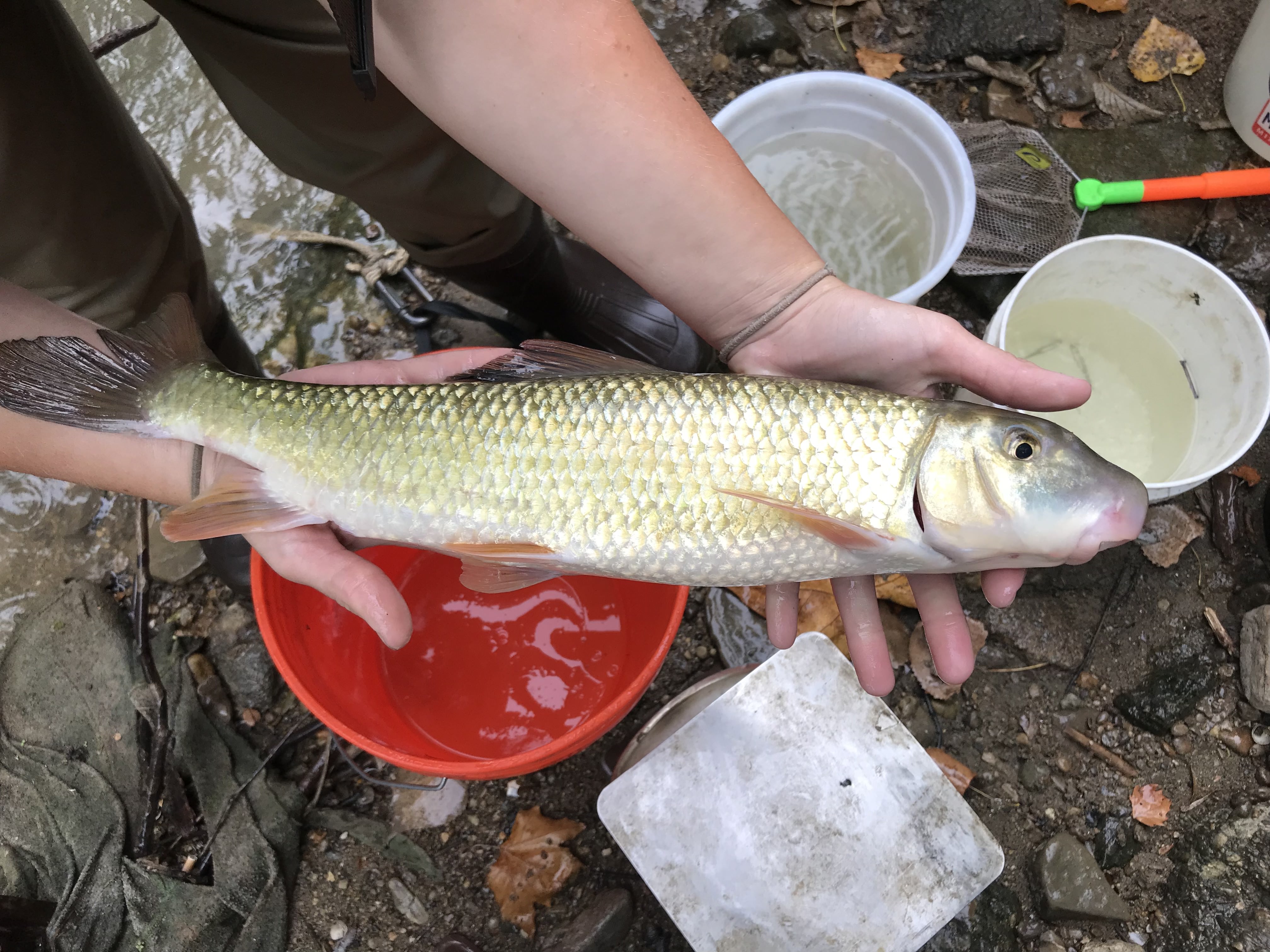 staff member from the Midwest Biodiversity Institute holding a black redhorse caught in the Mill Creek via electrofishing